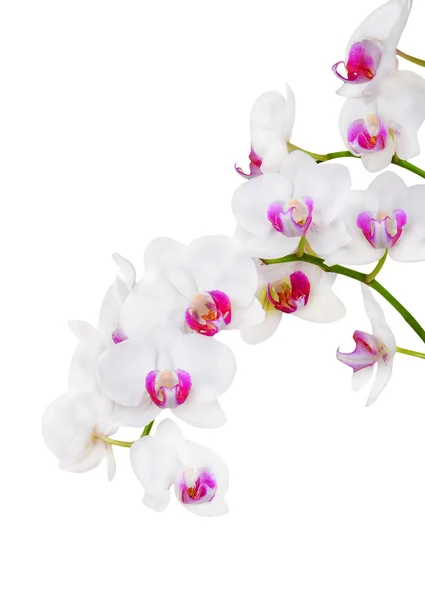 Weiße Orchideenblüte — Stockfoto