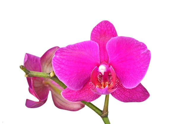 Pink orchid flower — Stock Photo, Image