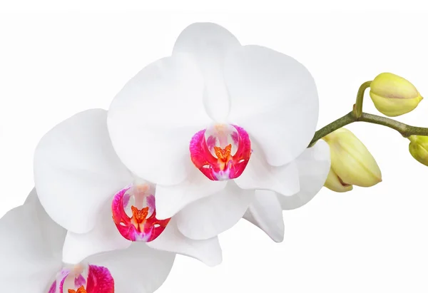 Flor de orquídea blanca, DOF — Foto de Stock