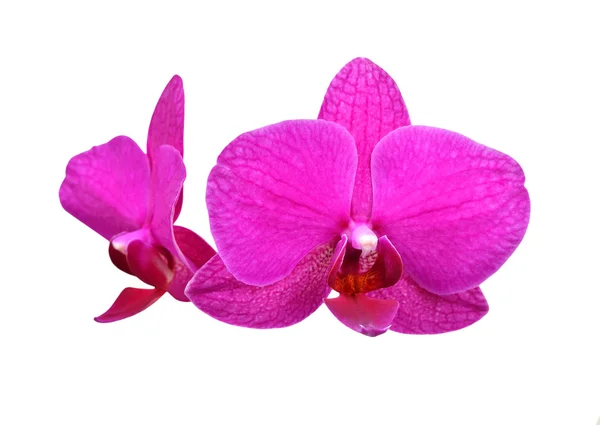 Purple orchid flower — Stock Photo, Image