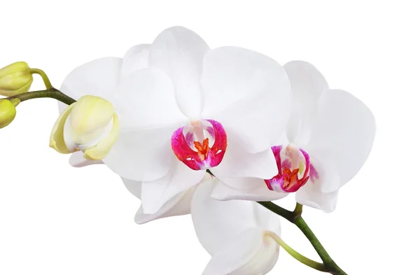 Белый цветок орхидеи Лицензионные Стоковые Изображения
