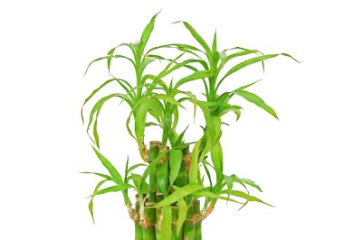 Şanslı bambu (Dracaena sanderiana)