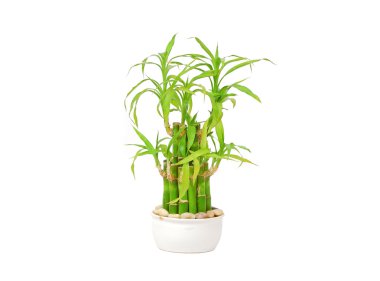 Şanslı bambu (Dracaena sanderiana)