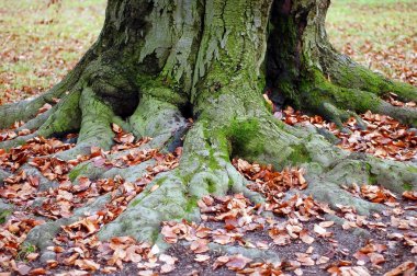 Ağaç kökleri ve sonbahar yaprakları