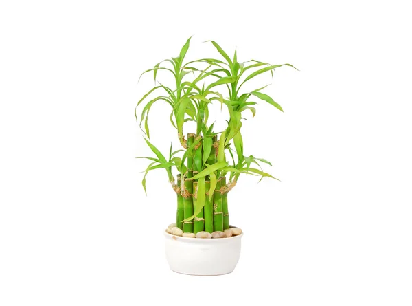 Šťastný bambus (Dracaena sanderiana) — Stock fotografie