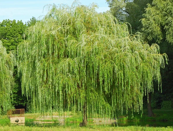 Weeping willow tree — Stock Photo, Image