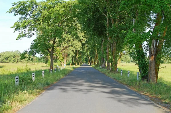 Rural park road — Stock Photo, Image