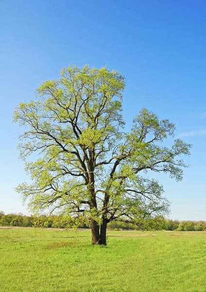 Spring oak tree — Stock Photo, Image