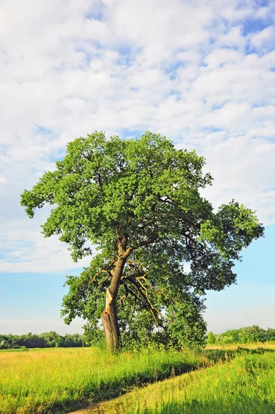 Spring oak tree — Stock Photo, Image