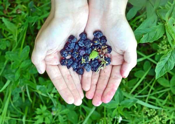 黑莓 (悬钩子属植物) 在手里 — 图库照片