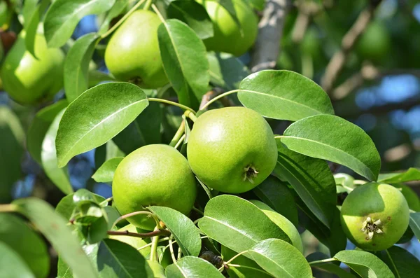 Groene peer op de tak — Stockfoto