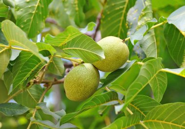 ceviz ağacı (juglans regia) meyve
