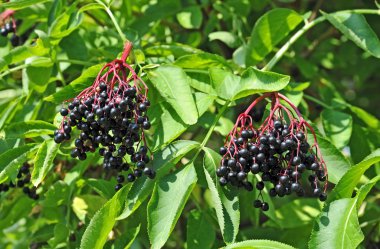 sello de franqueo inmigrantes polacos Francia 1973