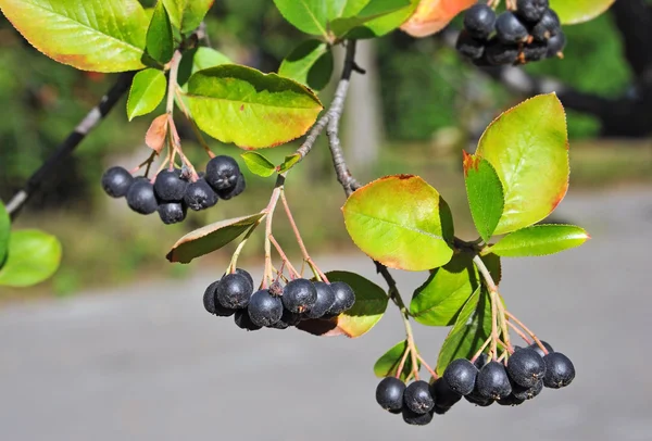 Schwarze Esche (Aronia melanocarpa)) — Stockfoto