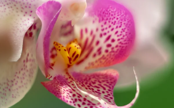 Orchidej makro — Stock fotografie
