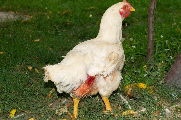 open wound injured chicken in the free range farm