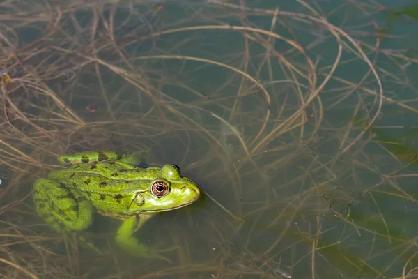 Gros Plan Grenouille Verte Rana Esculenta Dans Eau Avec Copyspace — Photo