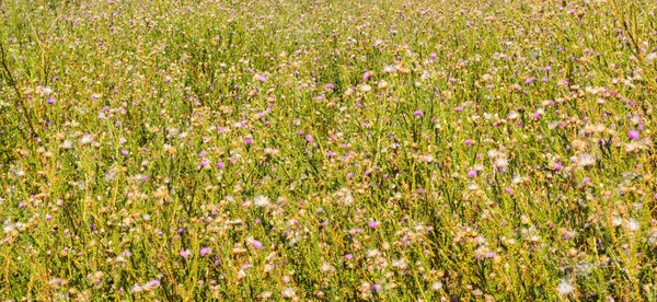 Wild Carduus Nutans Aka Musk Thistle Nodding Thistleor Nodding Plumeless — Stock Photo, Image