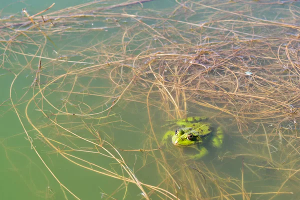 Sudaki Yeşil Kurbağanın Rana Esculenta Fotokopi Alanı Ile Yakın Plan — Stok fotoğraf