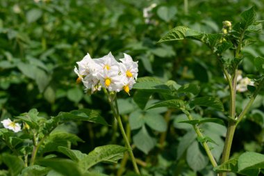 Beyaz patates çiçekleri. Çiçekli çalı patatesleri - organik tarım