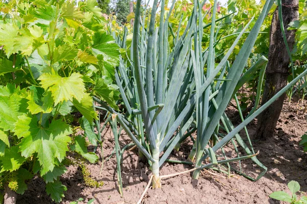 hasat edilmemiş yiyecek - taze taze soğan - organik gıda