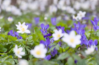 İlk bahar çiçekleri