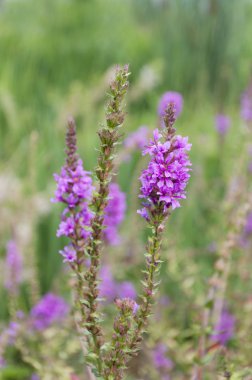 güzel vahşi mor çiçekler