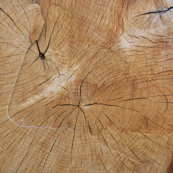 texture of cross section of the tree