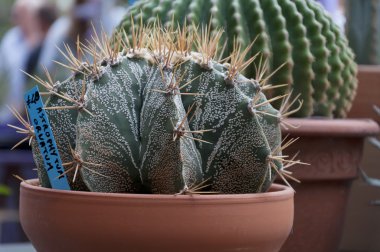 saksı kaktüs çiçeği