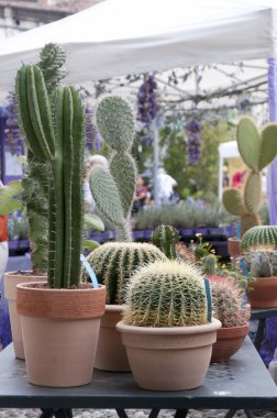 saksı kaktüs çiçeği