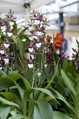 güzel pembe ve beyaz orkide