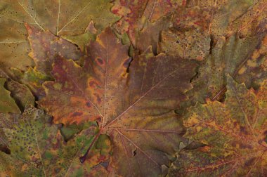 güzel sonbahar yaprakları