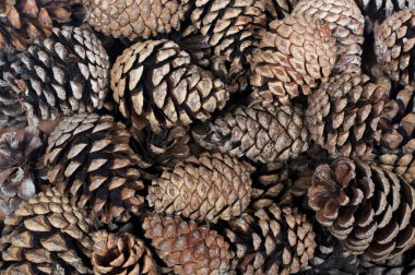 çam kozalakları yığını