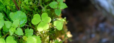 Mutlu Aziz Patrick günleri Yeşil Yonca yaprağı geçmişi