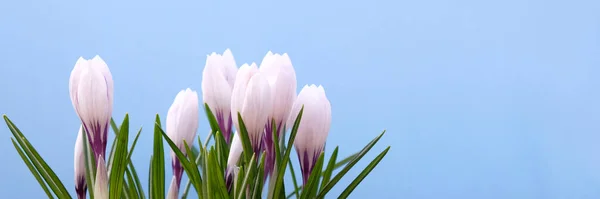 Weiße Krokusblüte Auf Blauem Hintergrund Frühlingsblüte Erste Blume — Stockfoto