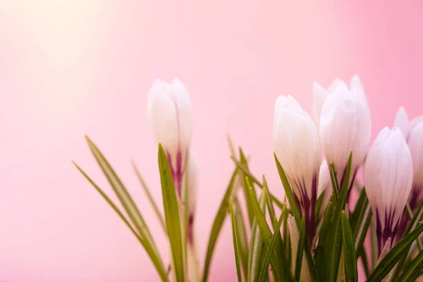 Weiße Krokusblüte Auf Rosa Hintergrund Frühlingsblüte Erste Blume — Stockfoto