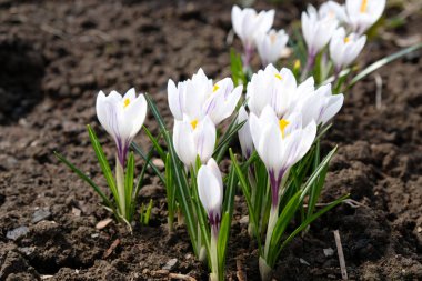 Mavi arka planda beyaz kır çiçeği. Bahar çiçeği, ilk çiçek.