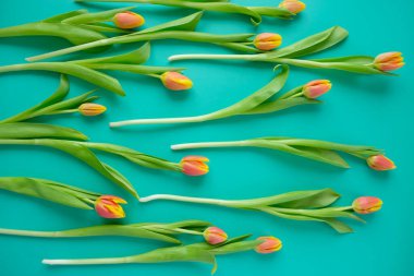 Nane arkaplan üzerinde sarı-kırmızı laleler olan çerçeve. Uluslararası Kadınlar Günü kavramı, Anneler Günü, Paskalya