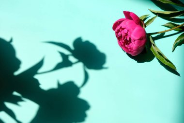 Pastel arka planda koyu gölgeli pembe şakayıklar ve yapraklar, kopyalama alanı. Moda, yaz konsepti. Üst Manzara. TÜRKÇE GÖREVLERİ