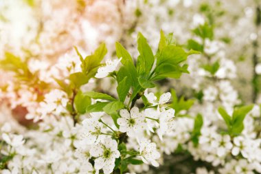 Doğanın güzel çiçekli ve soyut arka planı. Çiçek açan kayısı makrosu dalları hafif açık mavi gökyüzü arka planına odaklanmış. Kopya alanı olan Paskalya ve bahar tebrik kartları için