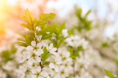 Doğanın güzel çiçekli ve soyut arka planı. Çiçek açan kayısı makrosu dalları hafif açık mavi gökyüzü arka planına odaklanmış. Kopya alanı olan Paskalya ve bahar tebrik kartları için