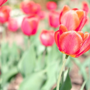 Kışın veya ilkbaharda lale tarlasında yeşil yapraklı lale çiçeği. Kartpostal süsleme ve tarım konsepti tasarımı için..
