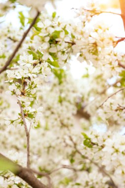 Doğanın güzel çiçekli ve soyut arka planı. Çiçek açan kayısı makrosu dalları hafif açık mavi gökyüzü arka planına odaklanmış. Kopya alanı olan Paskalya ve bahar tebrik kartları için