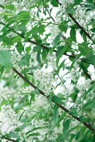 Όμορφη Floral Άνοιξη Αφηρημένο Φόντο Της Φύσης Υποκαταστήματα Της Ανθίζουσας — Φωτογραφία Αρχείου