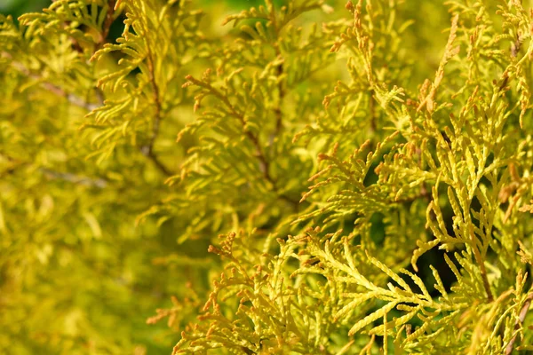 Bulanık Arka Plan Yeşil Bahçenin Arka Planında Altın Renkli Thuja — Stok fotoğraf