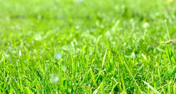 摘要自然背景与美的结合 鲜草衬托下完美的绿色背景 — 图库照片