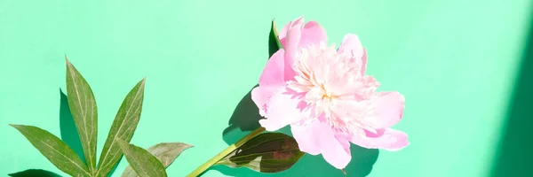 Peonías Rosadas Hojas Con Sombra Dura Sobre Fondo Pastel Espacio — Foto de Stock