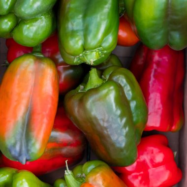 Kutuda taze, çok renkli biber. Mevsimlik hasat