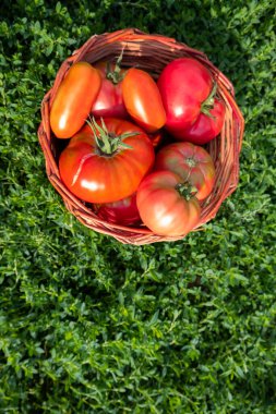 Taze sağlıklı domatesler sepete konuyor..