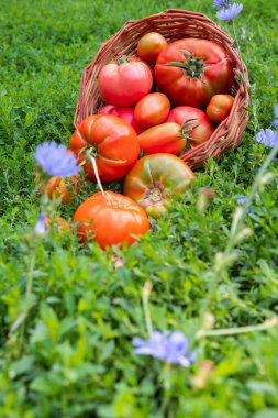 Taze sağlıklı domatesler sepete konuyor..
